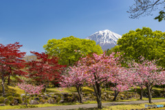 八重桜咲く風景１