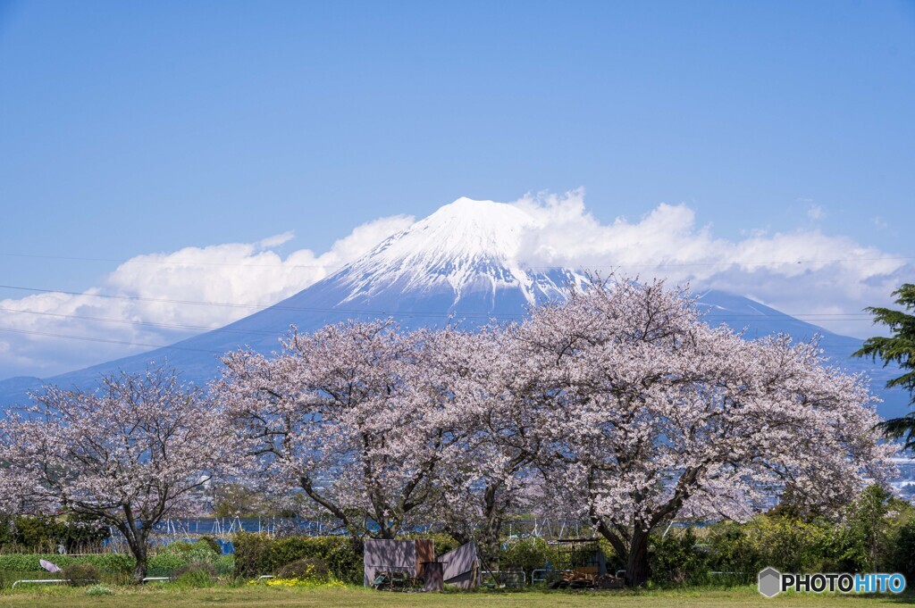 桜と富士山