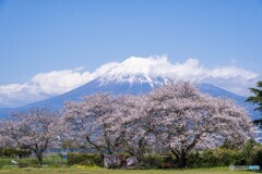 桜と富士山