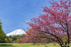 諏訪の森自然公園２