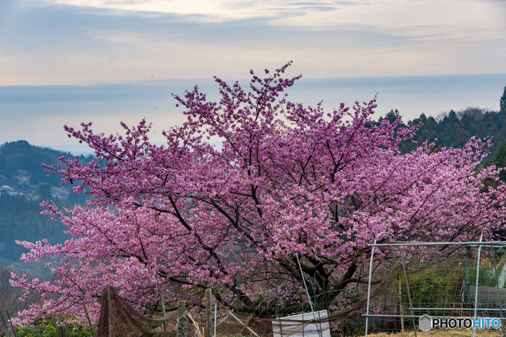 桜咲く