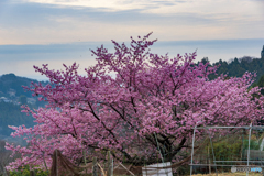 桜咲く