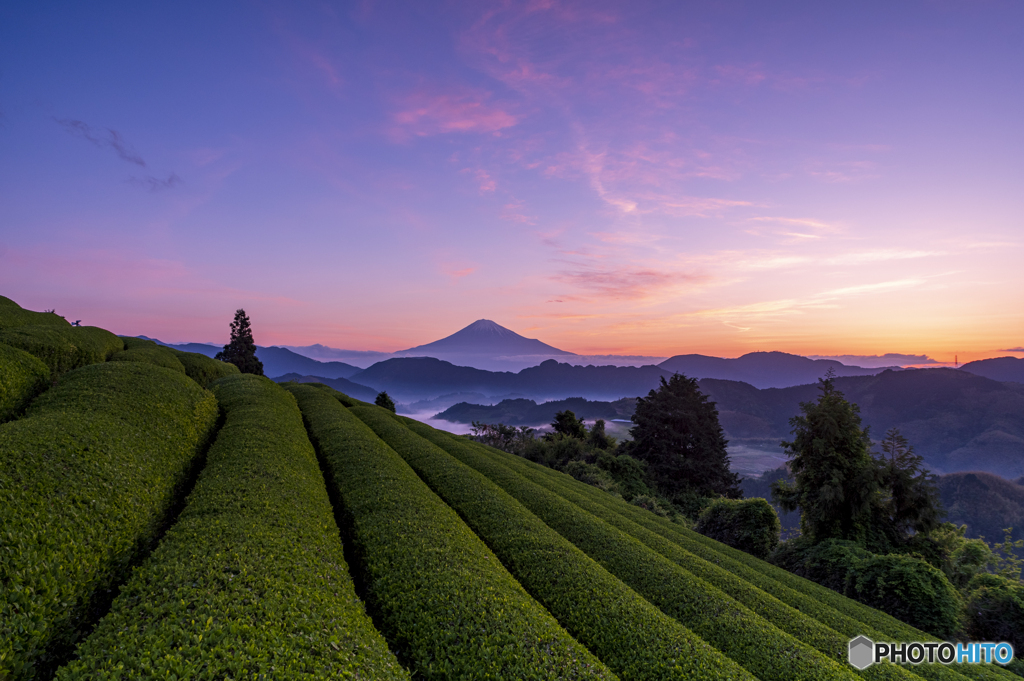 朝焼けと茶畑と富士山