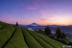 朝焼けと茶畑と富士山