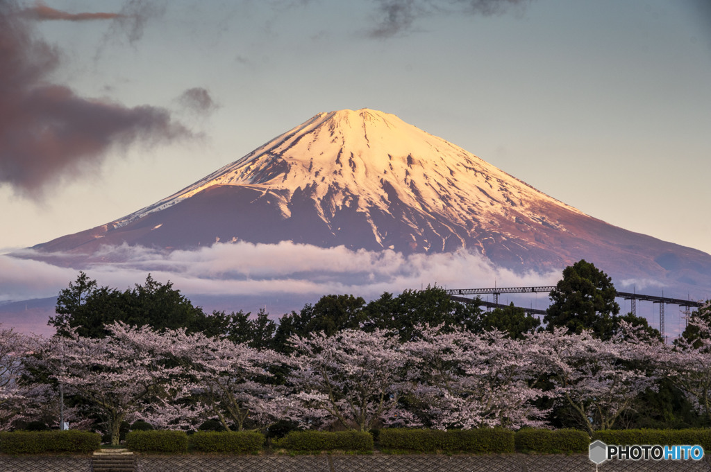 夜明けの富士と桜