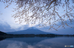 田貫湖の桜