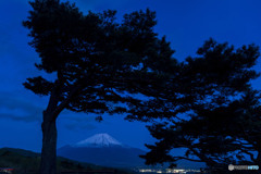 松と夜明け前の富士山