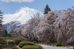 観桜