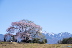 田端の桜と八ヶ岳
