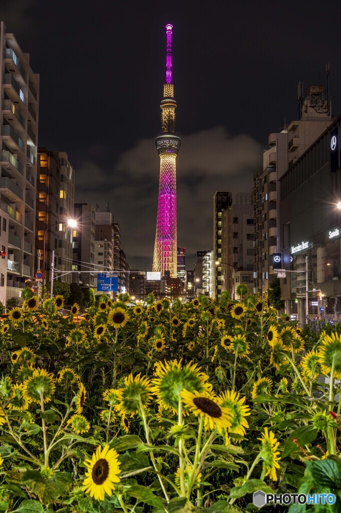 東京パラリンピック聖火リレー　ライトアップ