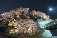 荒神山桜公園のライトアップ