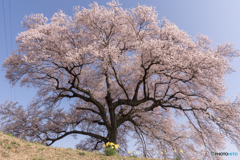 わに塚の桜
