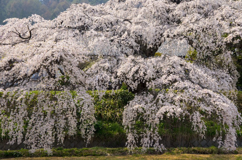 信州の桜