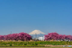 富士山＆河津桜