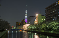 桜ライトアップとスカイツリー