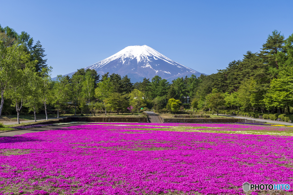 恩賜林公園の芝桜