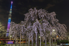 千年桜とスカイツリー