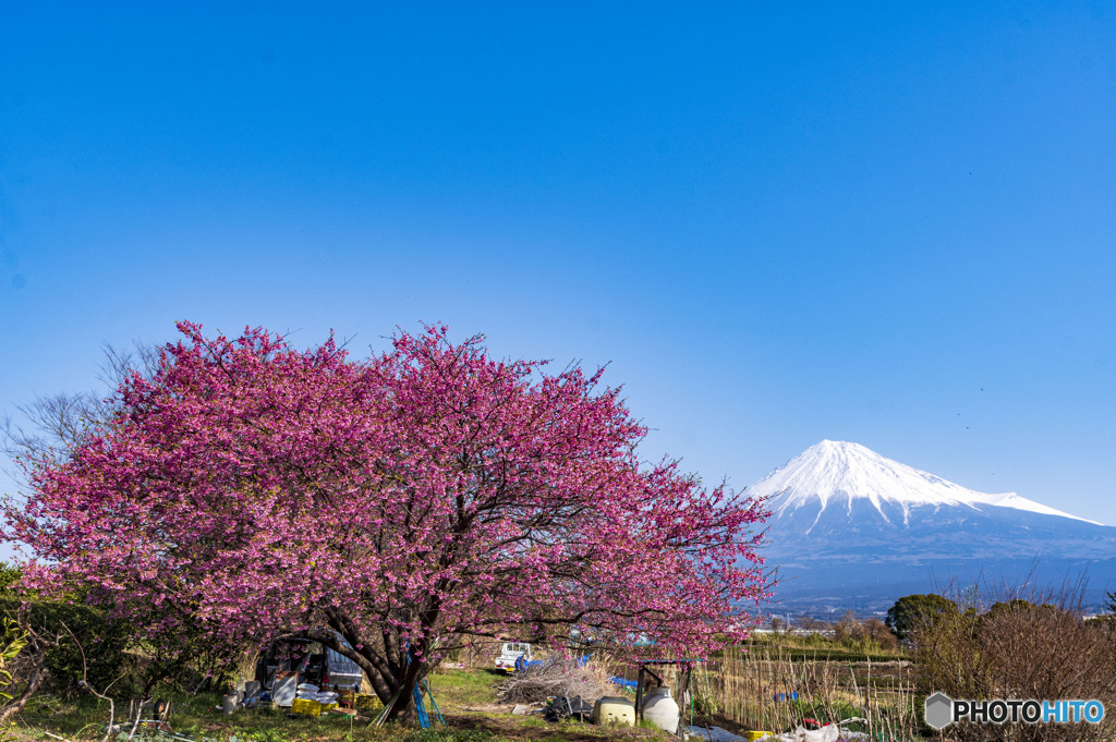 早咲き桜と富士山