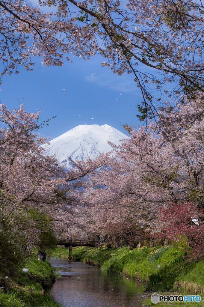 舞い散る春