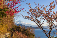 さつた峠の春