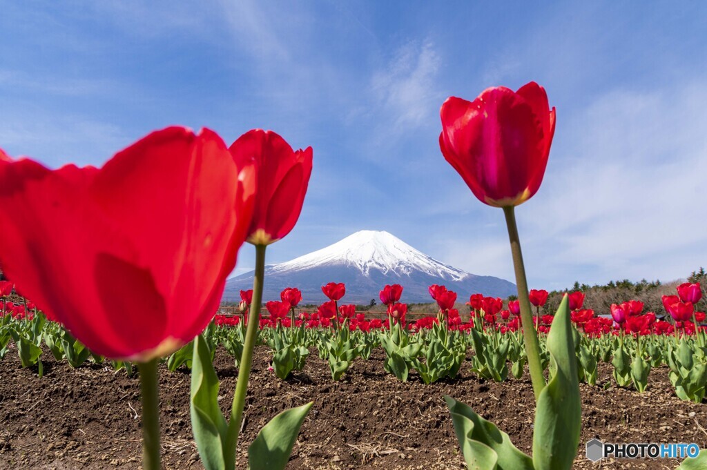 チューリップと富士山