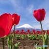 チューリップと富士山