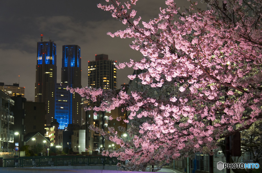 桜と都庁