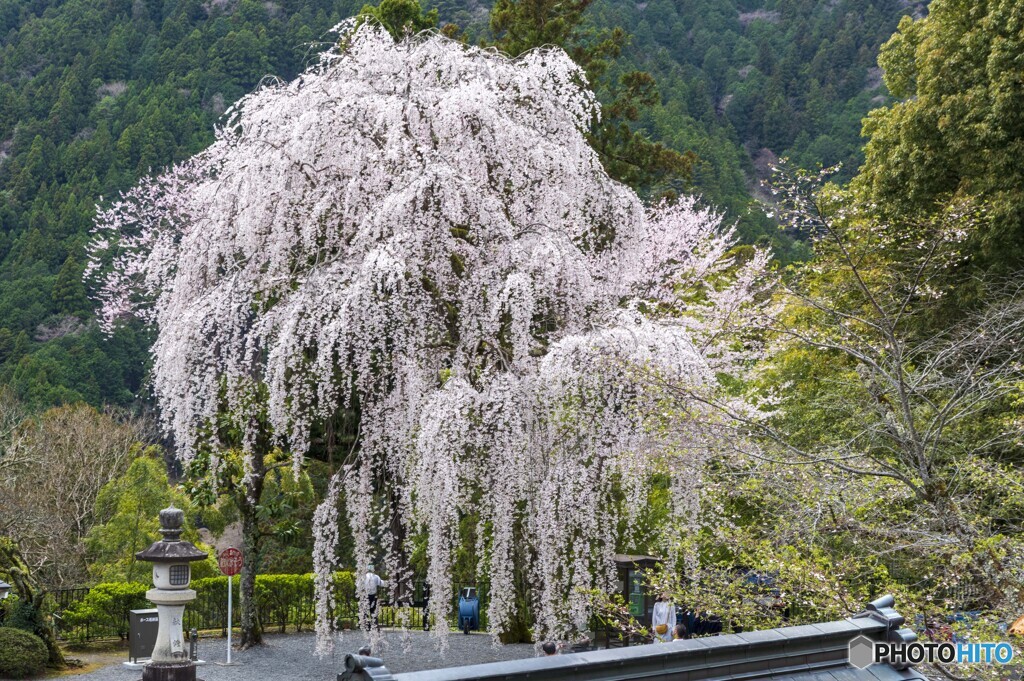 身延山 久遠寺の桜１