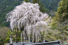 身延山 久遠寺の桜１