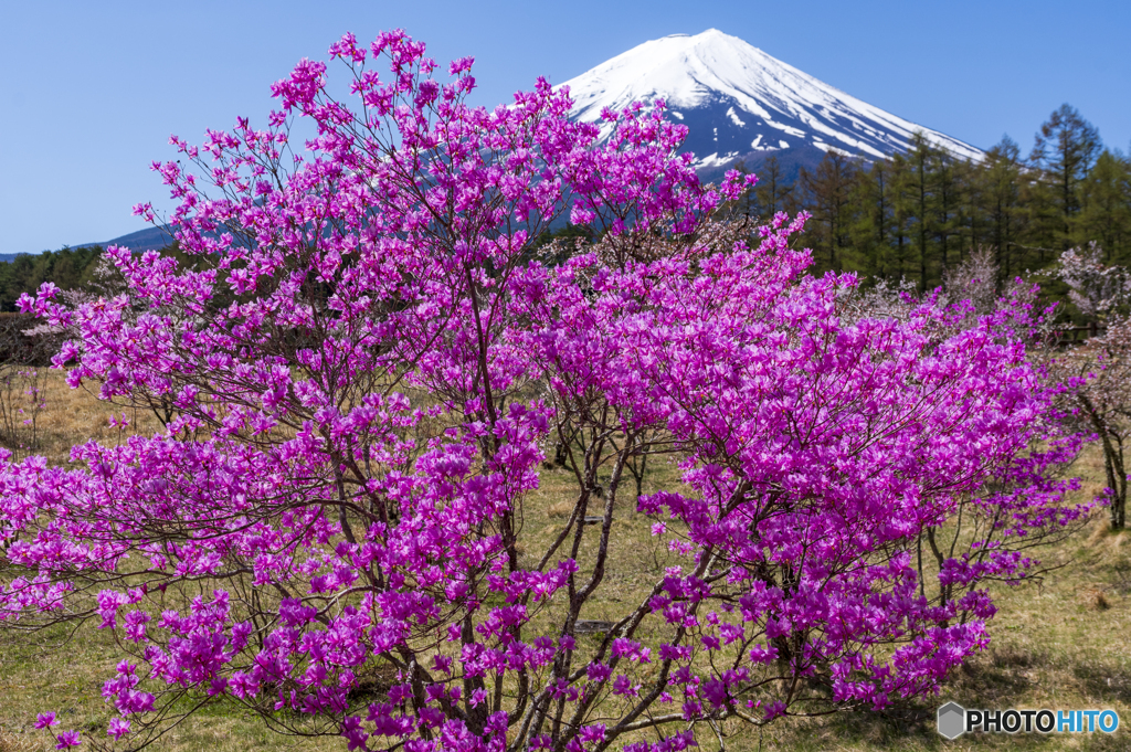 ミツバツツジと富士山