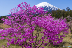 ミツバツツジと富士山