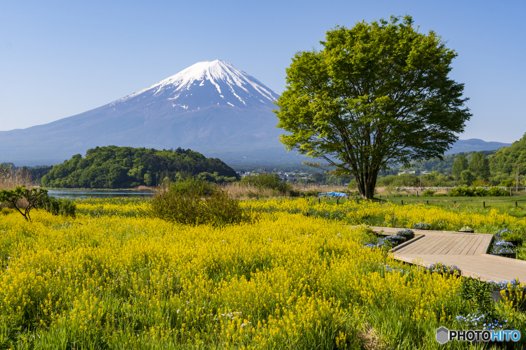 キガラシの散歩道