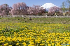 タンポポと富士山