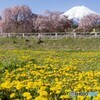 タンポポと富士山