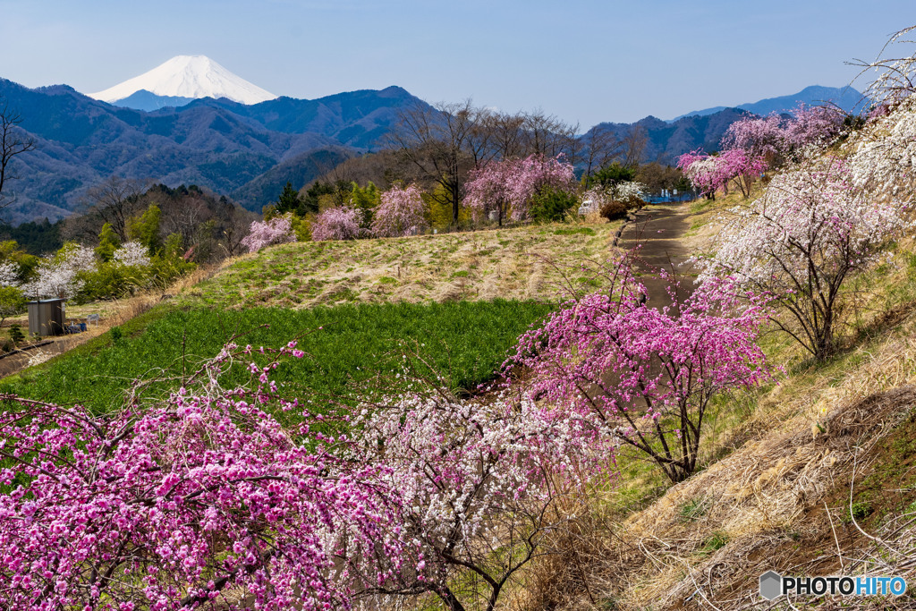 里山の春