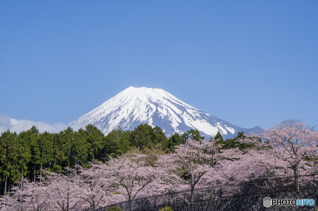 満開桜と富士山２
