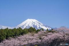 満開桜と富士山２