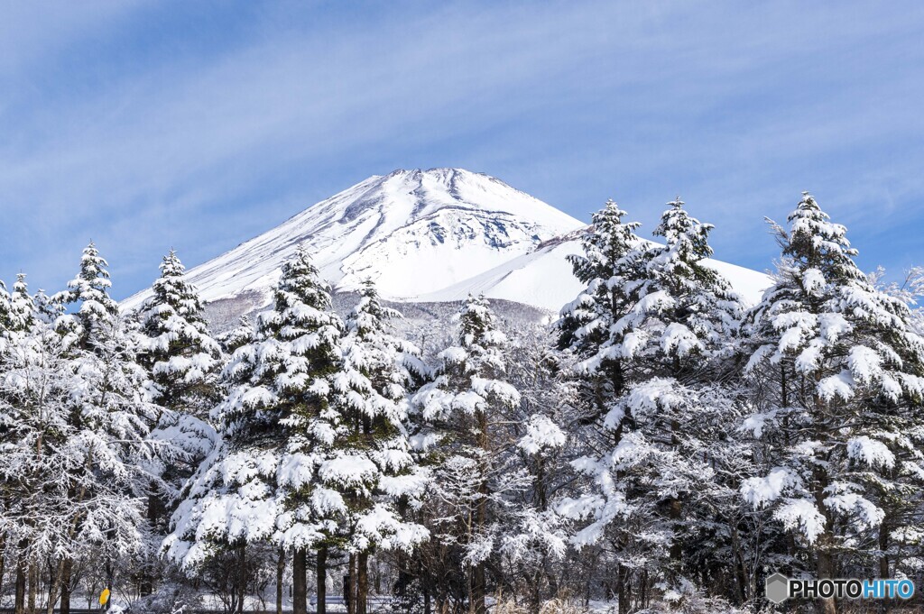 春の雪