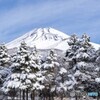 春の雪