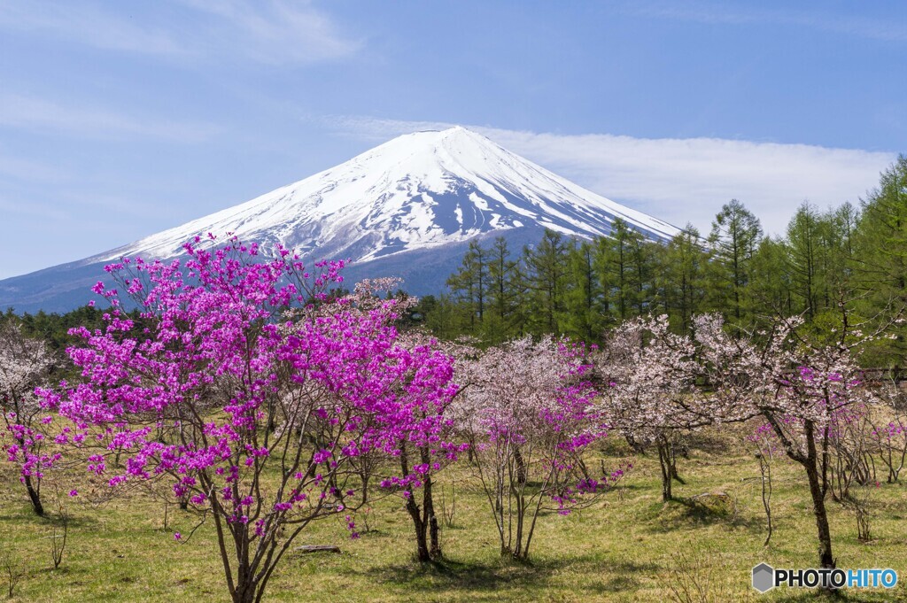 創造の森