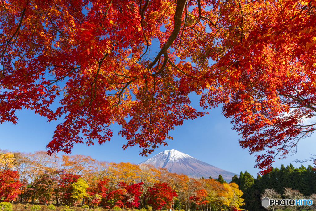 紅葉と富士山１