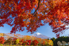 紅葉と富士山１