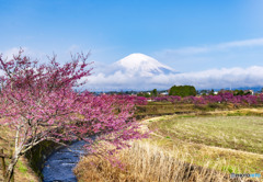 オカメ桜と富士山