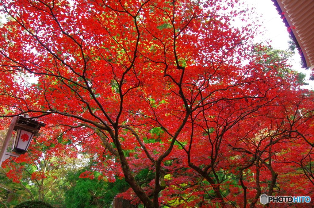 大雄山の紅葉