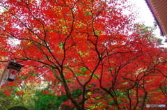 大雄山の紅葉
