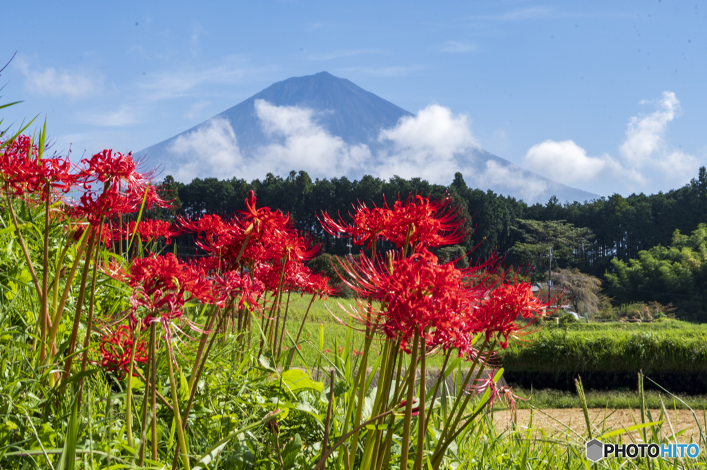 彼岸花と富士山