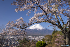 高台の桜