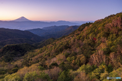 夜明けに輝く紅葉