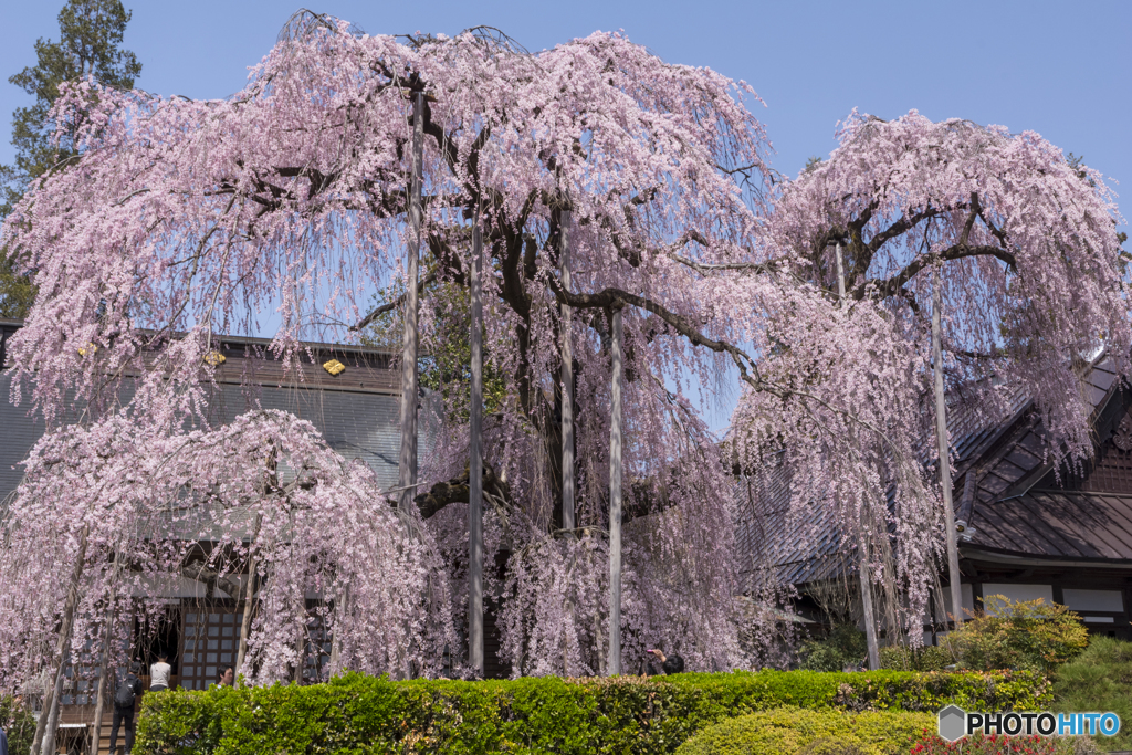 慈雲寺の糸桜