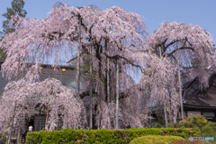 慈雲寺の糸桜